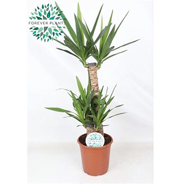 Yucca 60-30-20 2+