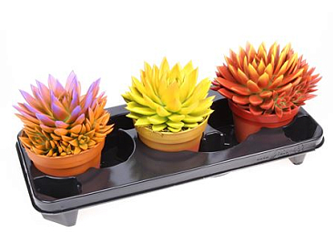 Echeveria Rainbow Bicolor