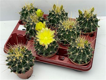 Cactus Bloei