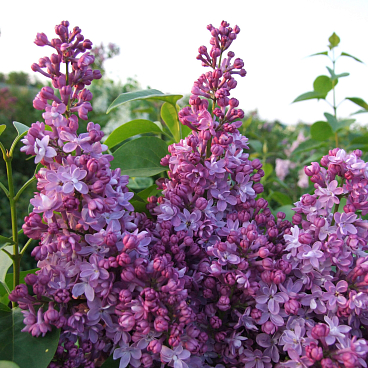 Сирень обыкновенная Веселая