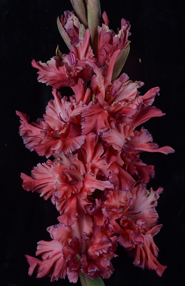 Гладиолус крупноцветковый Чеширский Кот