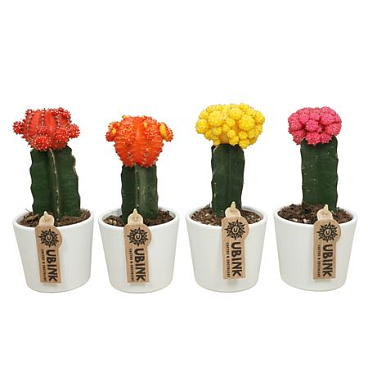 Gymnocalycium Mix