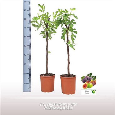 Ficus Carica Bornholm On Stem