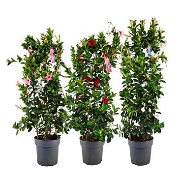 Mandevilla Mix On Reck