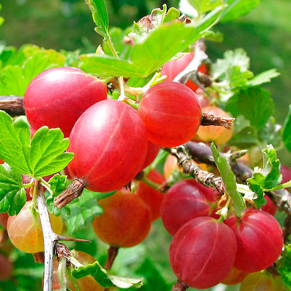 Крыжовник Краснославянский в тубе