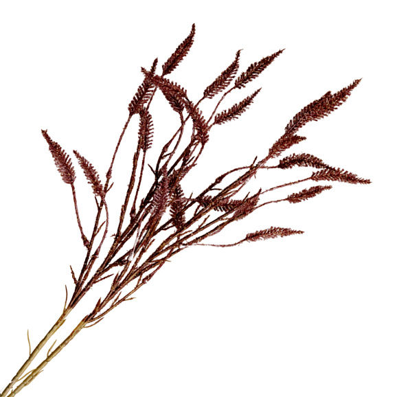 Сирень обыкновенная Закат