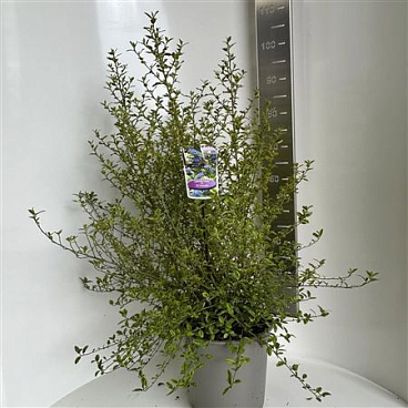 Ceanothus Thyr El Dorado