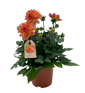 Dahlia Gardenetta Peach