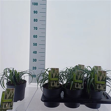 Liriope Muscari Monroe White