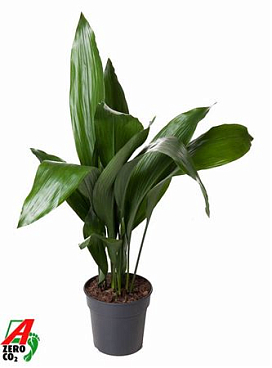 Aspidistra Elatior 15+