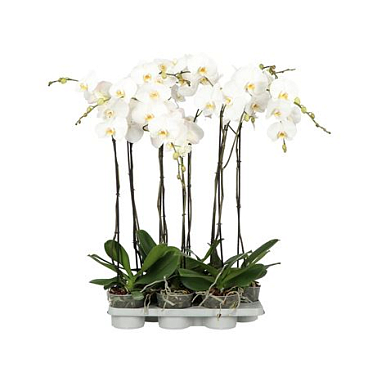 Phal 1st A2 White 6+ (opti)