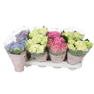Hydrangea Ma Mix Basic 3+
