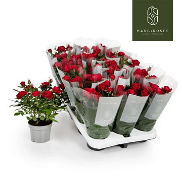 Rosa Kordana Apache Red