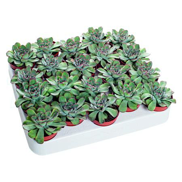 Эхеверия Пелуцида