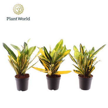Codiaeum Sunny Star (decorum)