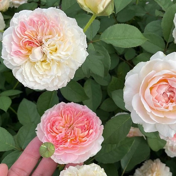 Роза парковая Мюиунси