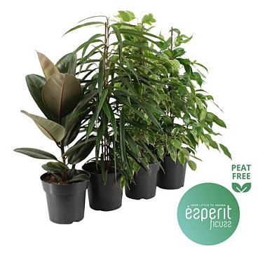 Ficus Mix 3-4 Srt ( Esperit)