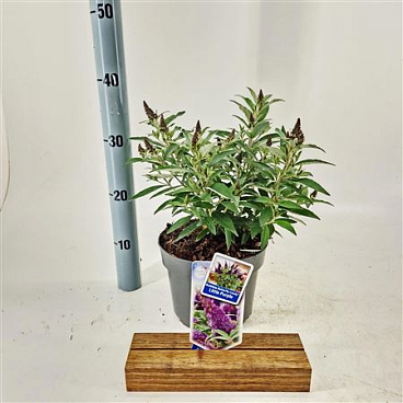 Buddleja Dav Butterfly Candy Little Purple