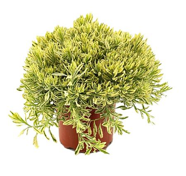 Lavandula
