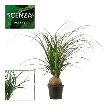Beaucarnea Boll