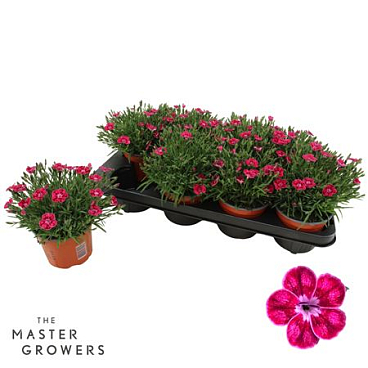 Dianthus Pillow Pink