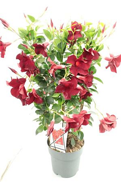 Mandevilla Diamant Dark Red On Reck
