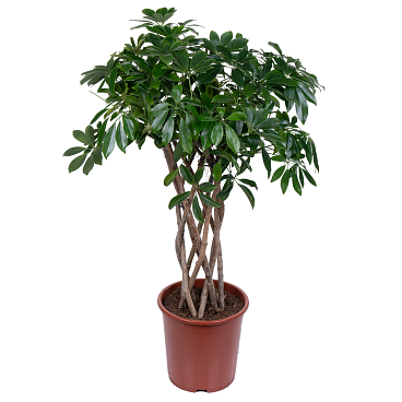 Шеффлера Компакта цилиндр