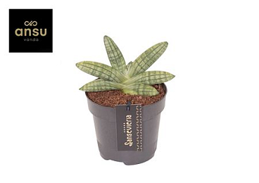 Sansevieria Inti Mini