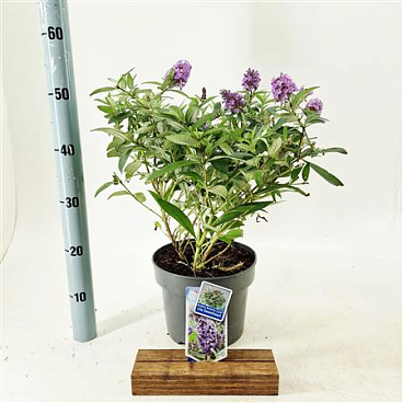 Buddleja Dav Lila Sweetheart Butterfly Candy