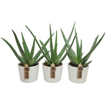 Aloe Vera In White Pot