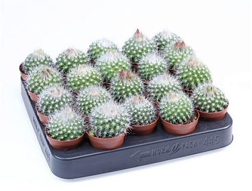 Parodia Penicilata E