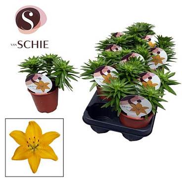Lilium As Yellow 3pp (watch Me Grow)