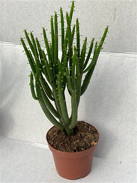 Cedrorum