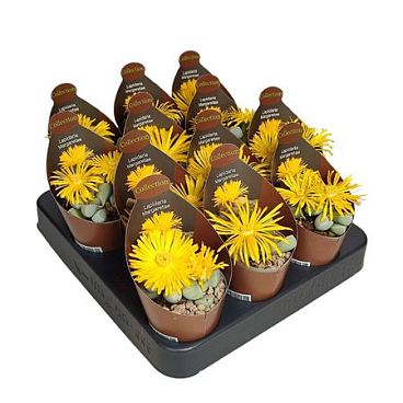 Lapidaria Margaretae Potcover