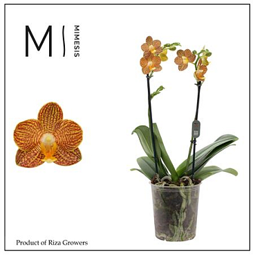 Phal 2st Indian Summer 18+ (mimensis)