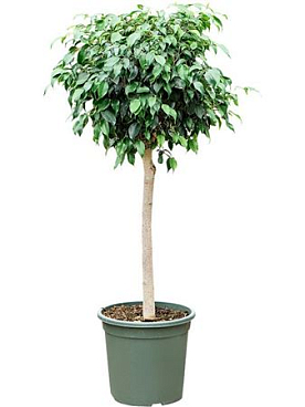 Ficus Benjamina 'danielle'