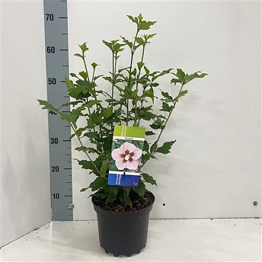 Hibiscus Syr Hamabo