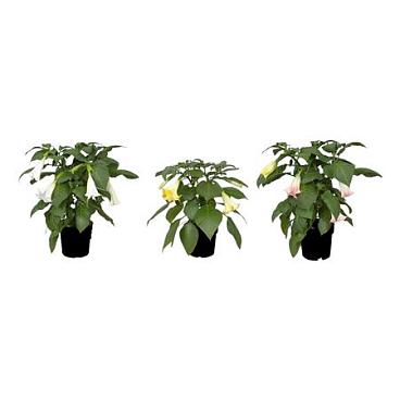 Brugmansia Busch