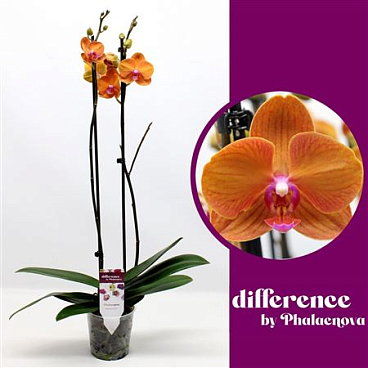 Phal 2st Tamara 14+ (phalaenova)