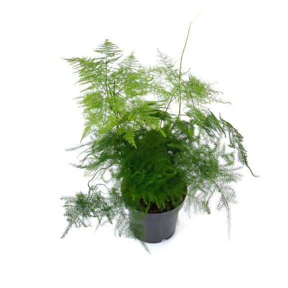 Аспарагус Плюмозус