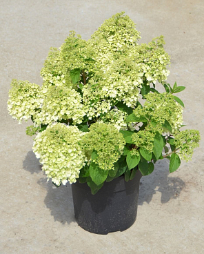 Гортензия метельчатая Бобо