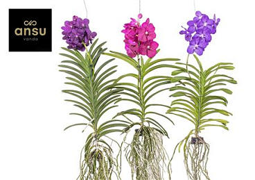 Vanda Mix Xxl