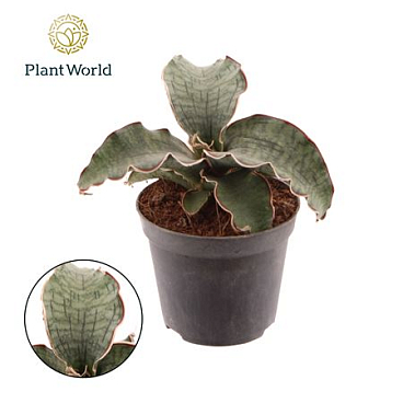 Sansevieria Kirkii Silver Blue