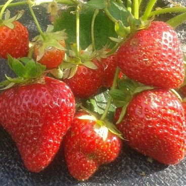 Земляника Монтерей