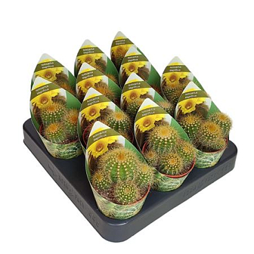 Notocactus Magnificus With Potcover