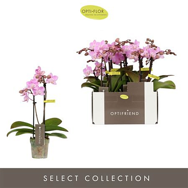 Phal 2st Mini Lieke