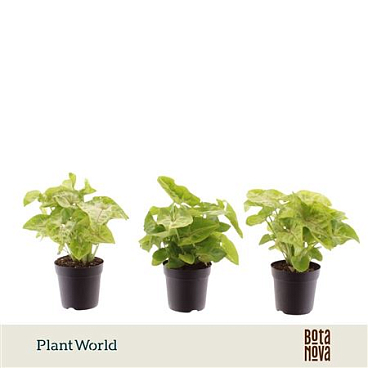 Syngonium Golden (decorum)