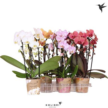 Phal Kolibri Cascade Fall 3spike Mix