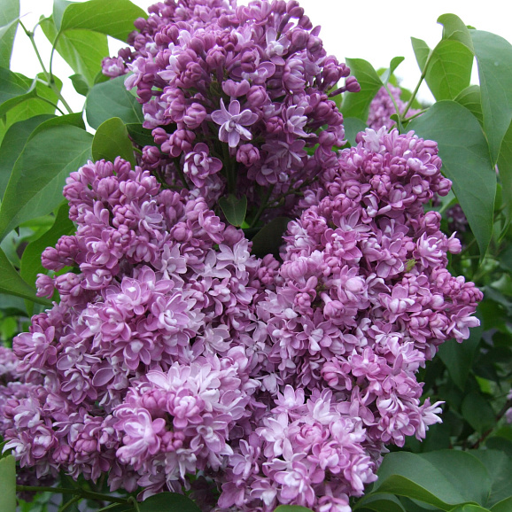 Сирень обыкновенная Красотка