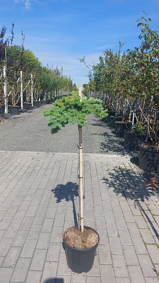 Лиственница кемпфера Блю Дварф штамб 90